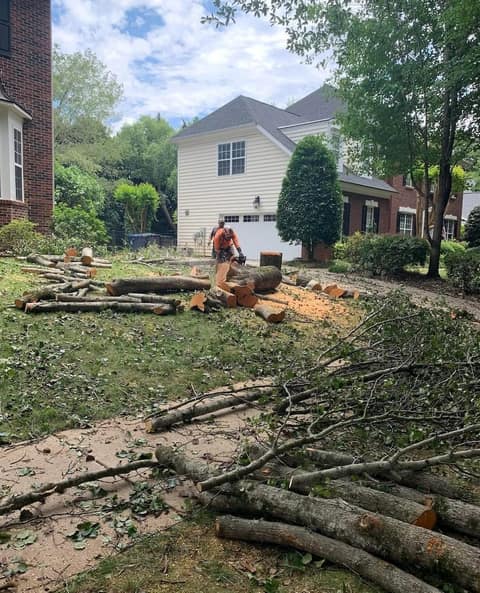 Crew cutting a felled tree into sections in a front yard